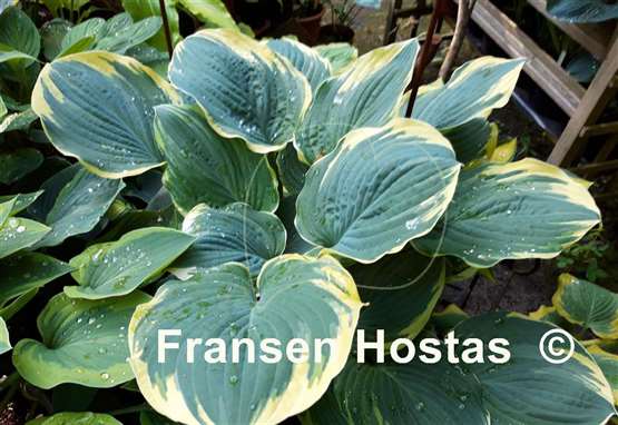 Hosta Inspire Greatness